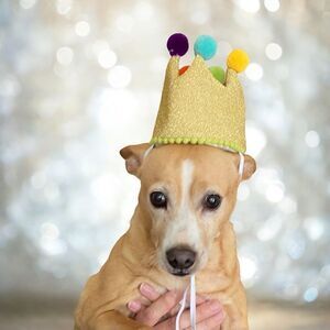 Sparkly Gold Doggy Birthday Crown